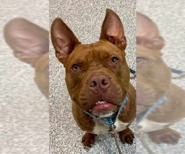 Medium Photo #21 American Staffordshire Terrier-Unknown Mix Puppy For Sale in Sayreville, NJ, NJ, USA