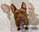 Small #20 American Staffordshire Terrier Mix