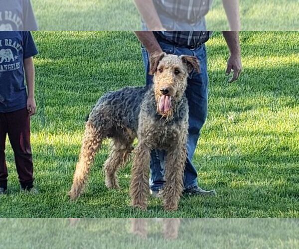 Medium Photo #1 Airedale Terrier Puppy For Sale in BOISE, ID, USA