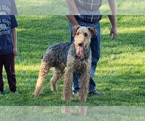 Father of the Airedale Terrier puppies born on 08/16/2021