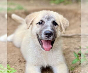 Mutt Dogs for adoption in Canton, CT, USA