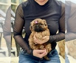 Small Photo #6 Shih Tzu Puppy For Sale in LAWRENCEVILLE, GA, USA