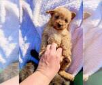 Small #11 Bernedoodle-Doodle Mix