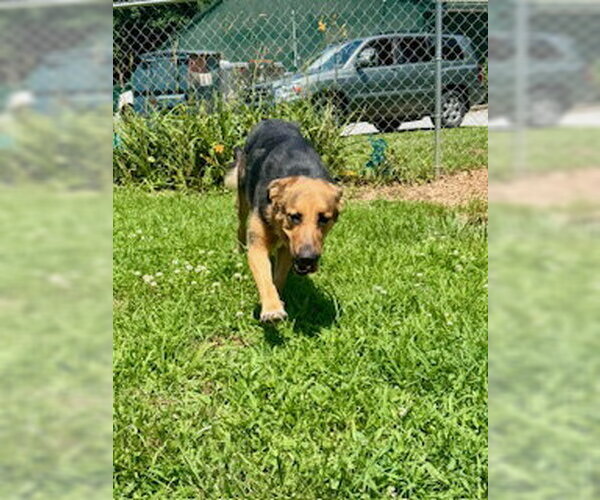 Medium Photo #1 German Shepherd Dog-Unknown Mix Puppy For Sale in Sparta, TN, USA