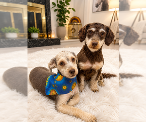 Poodle (Miniature)-Unknown Mix Dogs for adoption in Agoura Hills, CA, USA