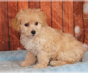 Shih-Poo Puppy for sale in PENNS CREEK, PA, USA