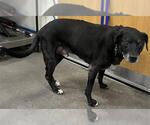Small Labrador Retriever Mix