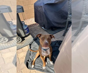 MILLIE - Female Boxer-Staffordshire Bull Terrier Mix Dog for Adoption - Photo #15
