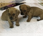 Small Photo #7 Dachshund Puppy For Sale in LONG BEACH, CA, USA