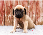 Small #9 Mastiff