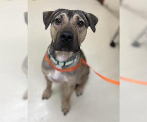 German Shepherd Dog-Unknown Mix Dogs for adoption in Center Township, PA, USA