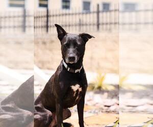 Stormy-$75 Adoption Fee! Diamond Dog! - Female Labrador Retriever-Unknown Mix Dog for Adoption - Photo #11