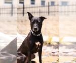 Small #10 Labrador Retriever Mix