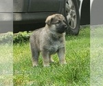 Small Photo #2 German Shepherd Dog Puppy For Sale in BRASHEAR, TX, USA