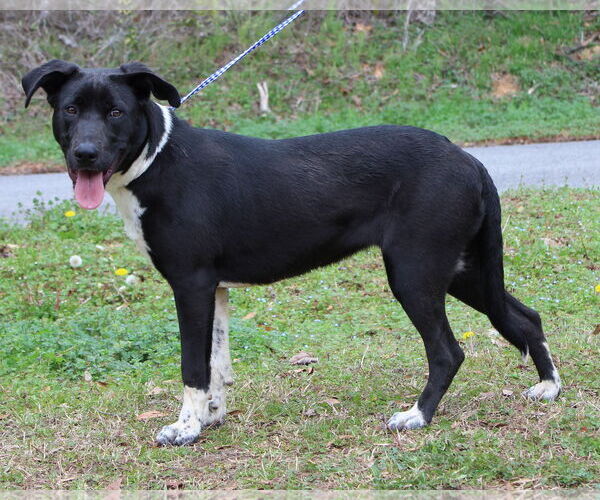 Medium Photo #4 Labrador Retriever-Unknown Mix Puppy For Sale in Prattville, AL, USA