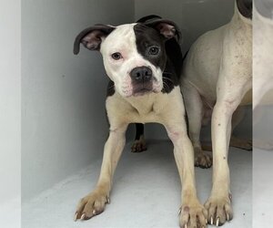 American Pit Bull Terrier-Bulldog Mix Dogs for adoption in Houston, TX, USA