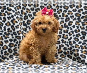 Cavapoo Puppy for sale in LAKELAND, FL, USA