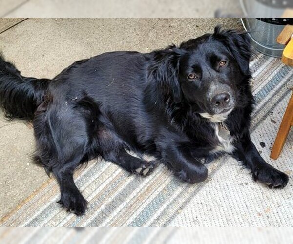 Medium Photo #2 Basset Hound-Border Collie Mix Puppy For Sale in Deepwater, NJ, USA