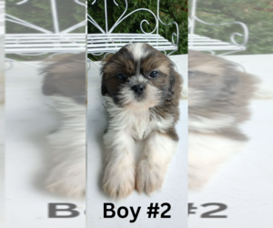 Shih Tzu Puppy for sale in MBORO, TN, USA