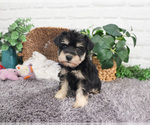 Small #13 Schnauzer (Miniature)