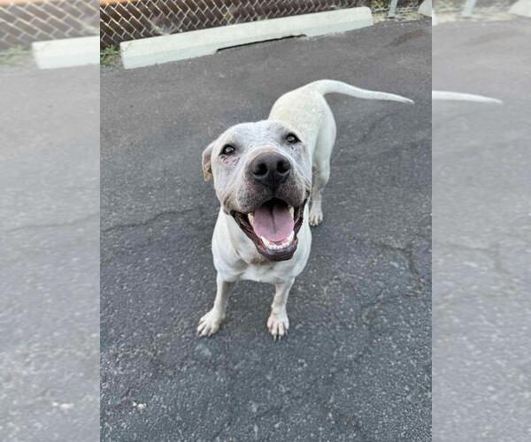 Medium Photo #2 American Pit Bull Terrier-Unknown Mix Puppy For Sale in Calgary, Alberta, Canada