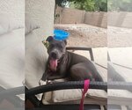 Small Photo #2 American Pit Bull Terrier Puppy For Sale in phoenix, AZ, USA