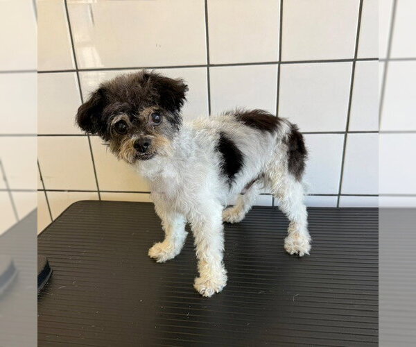 Medium Photo #1 Poodle (Miniature) Puppy For Sale in Downey, CA, USA