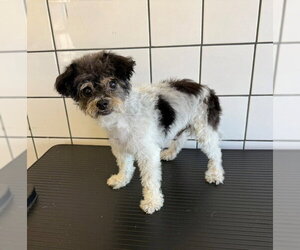 Poodle (Miniature) Dogs for adoption in Downey, CA, USA