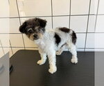 Small Poodle (Miniature)