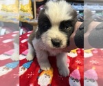 Small Photo #26 Saint Bernard Puppy For Sale in NEW MARKET, IA, USA