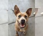 Small #7 American Staffordshire Terrier-Labrador Retriever Mix