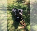 Small Photo #2 Rottweiler Puppy For Sale in FOREST GROVE, OR, USA