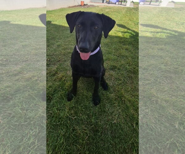 Medium Photo #4 Labrador Retriever Puppy For Sale in MIDWAY, UT, USA