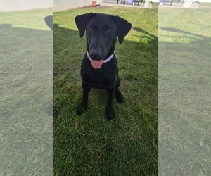 Lilly - Female Labrador Retriever Dog for Adoption - Photo #4