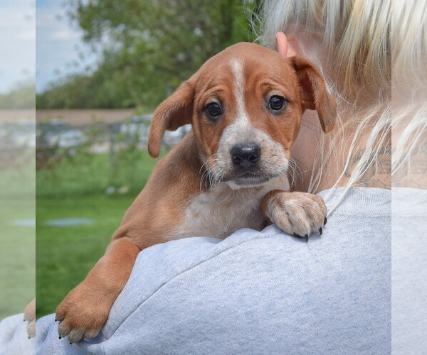 Medium Photo #5 Pug-Unknown Mix Puppy For Sale in Huntley, IL, USA
