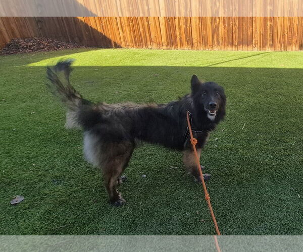 Medium Photo #3 Collie-Unknown Mix Puppy For Sale in Aurora, CO, USA