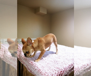 French Bulldog Puppy for sale in ADAMS CITY, CO, USA