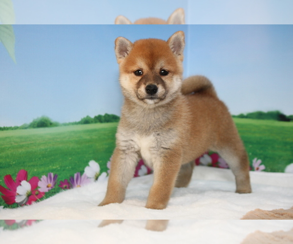 Medium Photo #7 Shiba Inu Puppy For Sale in SAN FRANCISCO, CA, USA