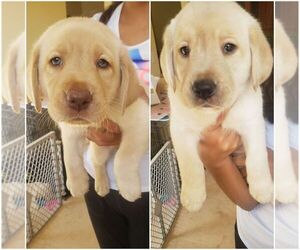 Labrador Retriever Puppy for sale in KENDALL, FL, USA