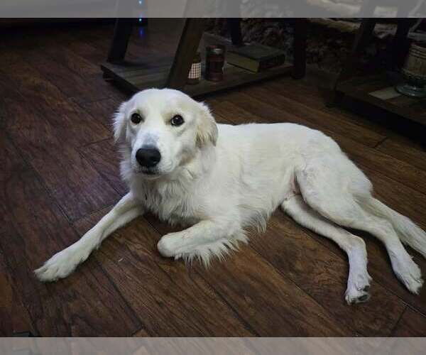Medium Photo #6 Great Pyrenees-Unknown Mix Puppy For Sale in Dallas, TX, USA