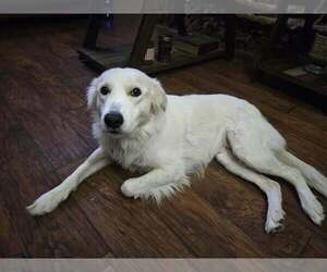Cece - Female Great Pyrenees-Unknown Mix Dog for Adoption - Photo #6
