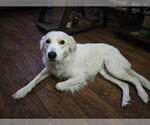 Small Photo #6 Great Pyrenees-Unknown Mix Puppy For Sale in Dallas, TX, USA