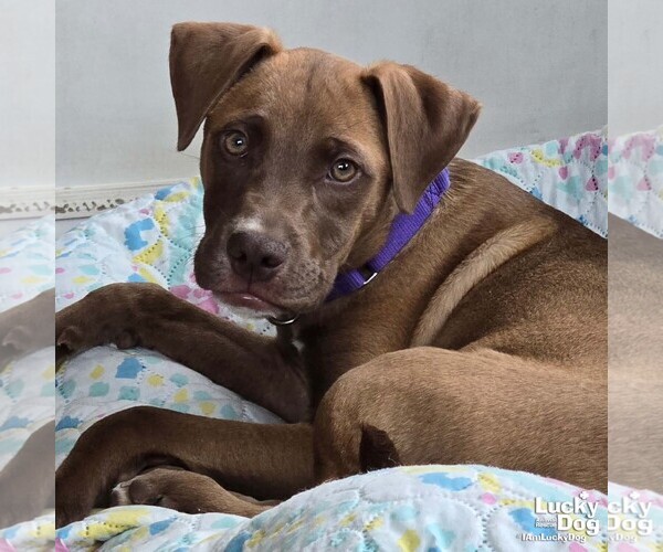 Medium Photo #1 Labrador Retriever-Unknown Mix Puppy For Sale in Washington, DC, USA