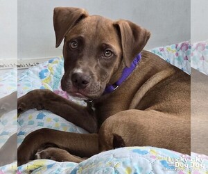 Labrador Retriever-Unknown Mix Dogs for adoption in Washington, DC, USA