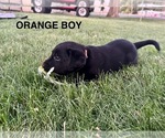 Small #7 Labrador Retriever