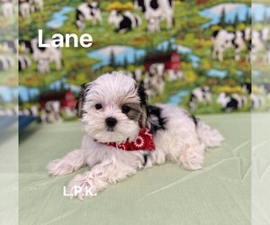 Morkie Puppy for sale in WINNSBORO, LA, USA
