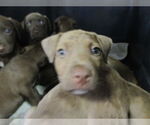 Small Labrador Retriever