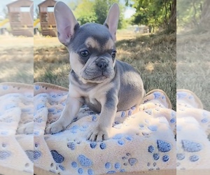 French Bulldog Puppy for sale in BELLINGHAM, WA, USA