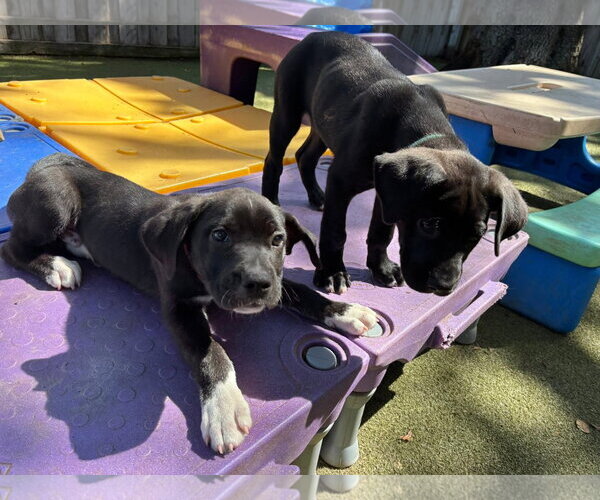 Medium Photo #10 Mutt Puppy For Sale in Orlando, FL, USA