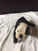 Medium Photo #4 Bulldog Puppy For Sale in HEATHROW, FL, USA